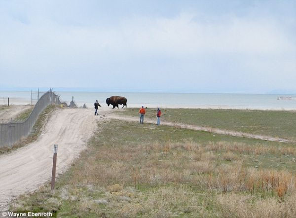 Bizon ile oyun oynanmaz - Resim: 1