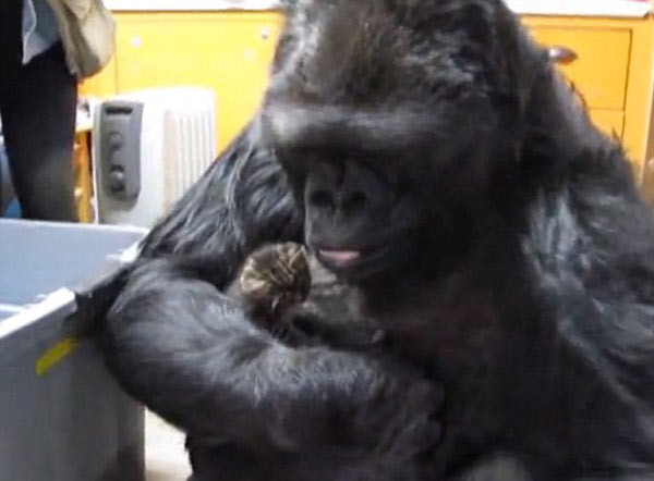 Goril Koko ve yavu kedilerin görüntüleri tıklanma rekoru kırıyor - Resim: 1