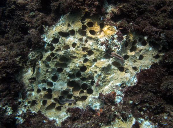 Akdeniz'in doğal arıtma fabrikaları: Kaya midyeleri - Resim: 1