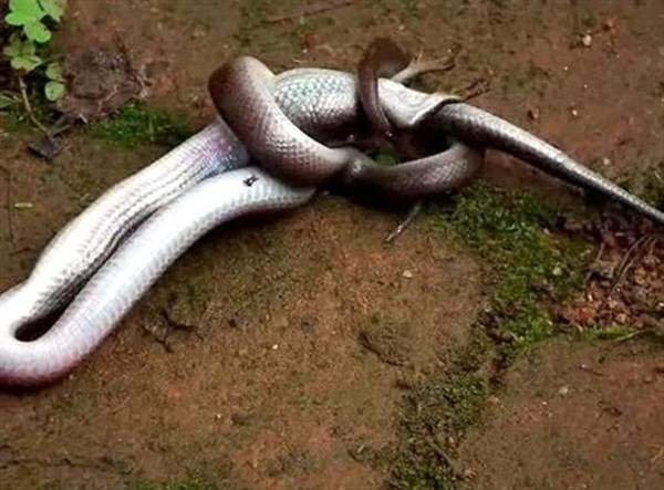 Onu ağaca asılı halde buldular kimse görüntüye anlam veremedi - Resim: 3