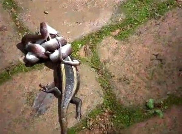 Onu ağaca asılı halde buldular kimse görüntüye anlam veremedi - Resim: 4