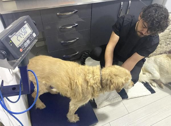 Yürümekte zorlanıyordu! Ankara'da obez köpek 30 kilo verdi: İşte son hali... - Resim: 2