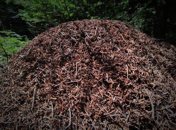 Bursa'da görenler telefona sarıldı boyu 1 metreyi buluyor 24 kilo yiyor! - Resim: 4