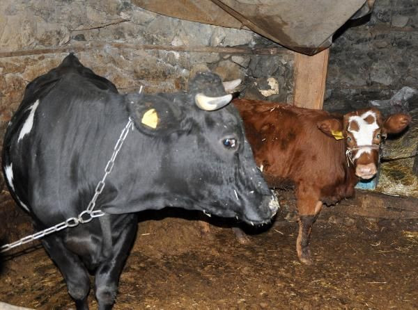 Antalya'da 2 aylık buzağıya tecavüz edilmişti! Haluk Levent harekete geçti - Resim: 1