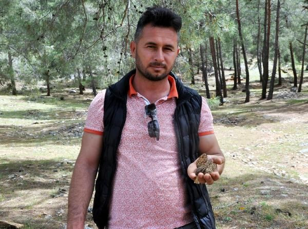 Antalya'da ormandan poşet poşet toplayıp 350 TL'ye satıyorlar! Günde 3 kilo topluyor - Resim: 2