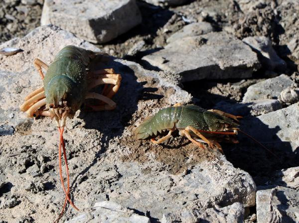 Van Gölü Havzası'nda yeni tehlike! Bu kez tatlı su ıstakozu ortaya çıktı - Resim: 3