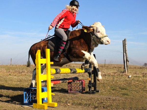 Kendini at sanan ineğin şovu - Resim: 3