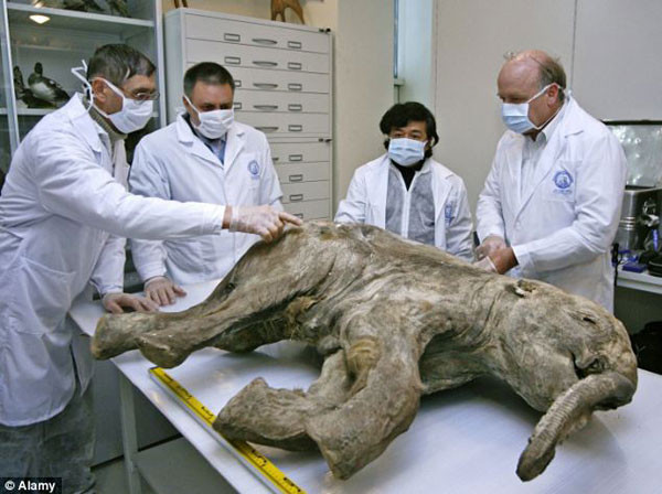 42 bin yaşındaki mamut fosili - Resim: 3