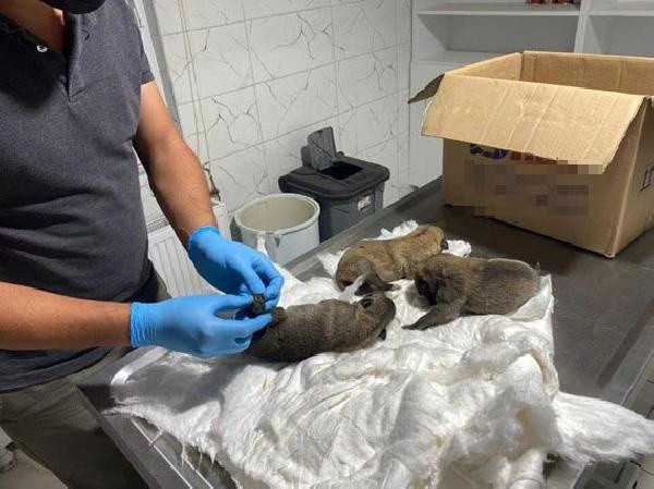 Eskişehir'de bunu yapan insan olamaz! Çuvalda ölü bulundular - Resim: 0