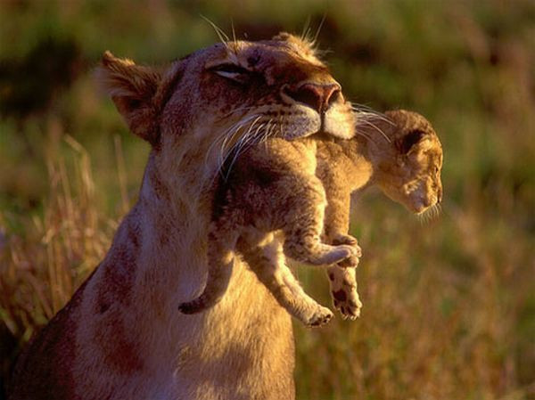 Aslan avını böyle mideye indirdi! - Resim: 2