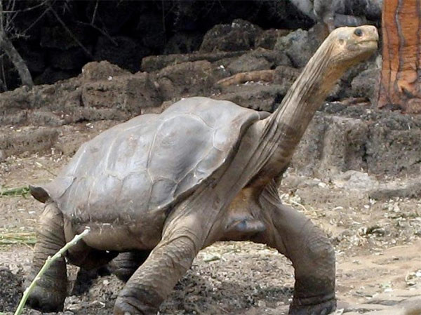 O hayvanın soyu tükendi - Resim: 4