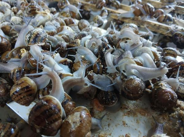 Türkiye'nin kuluçkahaneli ilk salyangoz merkezi İzmir'de! Tüm dünyaya ihraç ediliyor - Resim: 4