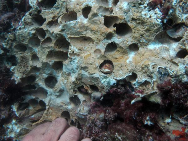 Akdeniz'in doğal arıtma fabrikaları: Kaya midyeleri - Resim: 0
