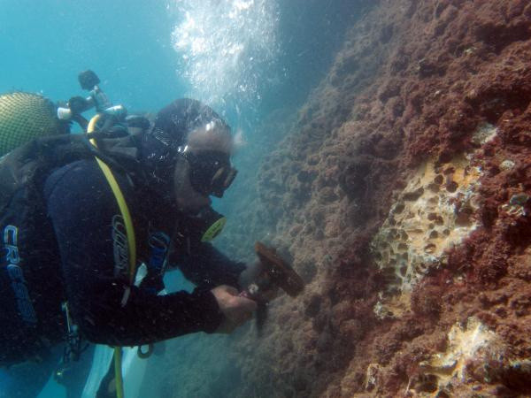 Akdeniz'in doğal arıtma fabrikaları: Kaya midyeleri - Resim: 2