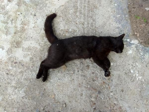 Aynı vahşet Edirne'de hortladı 12 kedi ve 3 köpek zehirli etle öldürüldü - Resim: 1