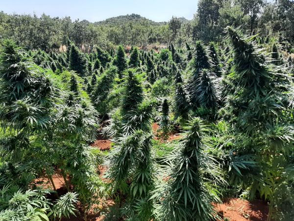 Diyarbakır'da 4 milyon kök kenevir ve 800 kilo esrar ele geçirildi - Resim: 0