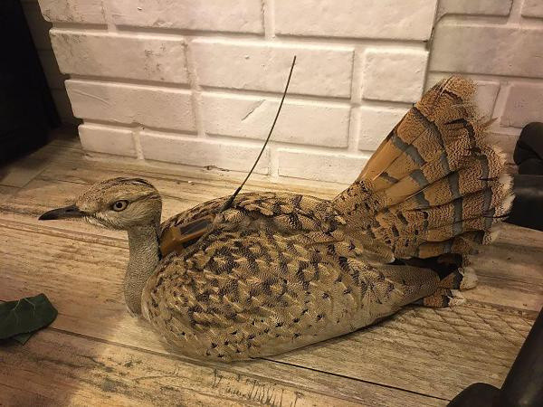 Trabzon'da bulunmuştu Yozgat'ta öldürüldü: Üzüntümü anlatmaya kelimeler yetmiyor - Resim: 0