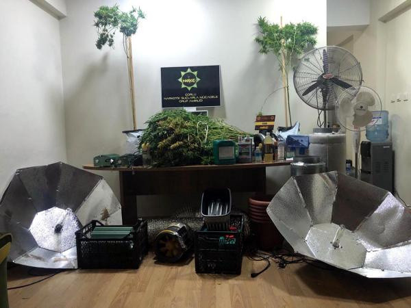 Tekirdağ'da eve düzenek kurup yetiştirdiler! Piyasaya sattılar - Resim: 0