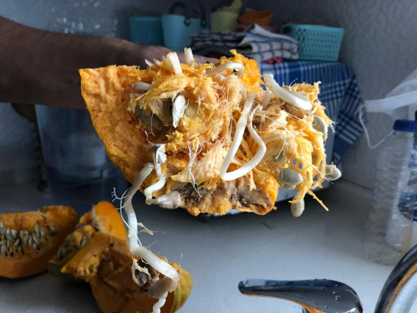 Amasya'da gören şaşkına döndü: İlk defa böyle bir şey gördüm - Resim: 0