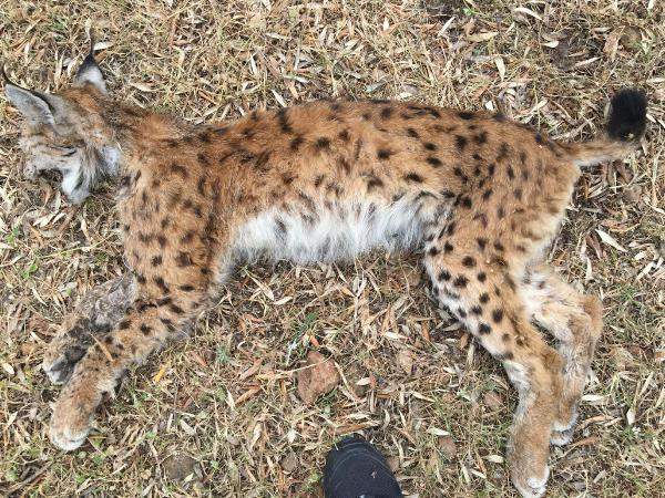 Türkiye'de ilk defa yapıldı! Antalya'da parçalanmış halde bulunmuştu - Resim: 1