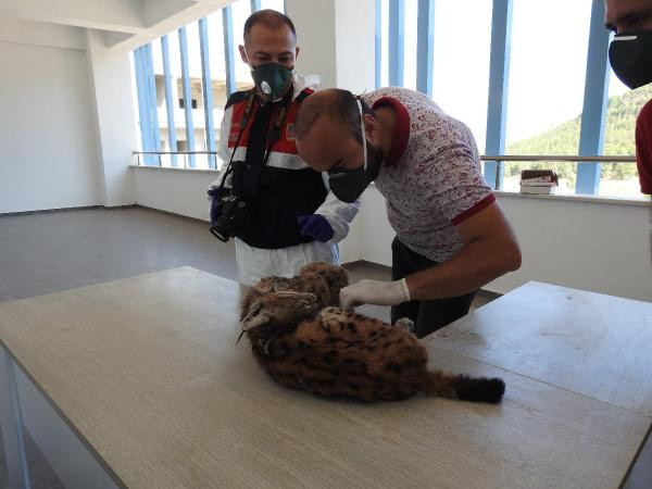 Türkiye'de ilk defa yapıldı! Antalya'da parçalanmış halde bulunmuştu - Resim: 0