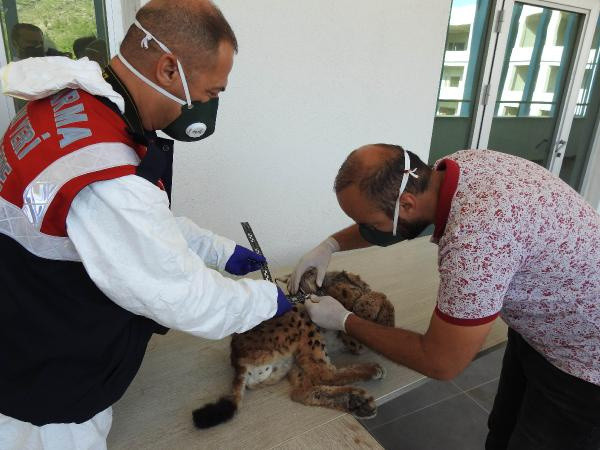 Türkiye'de ilk defa yapıldı! Antalya'da parçalanmış halde bulunmuştu - Resim: 2