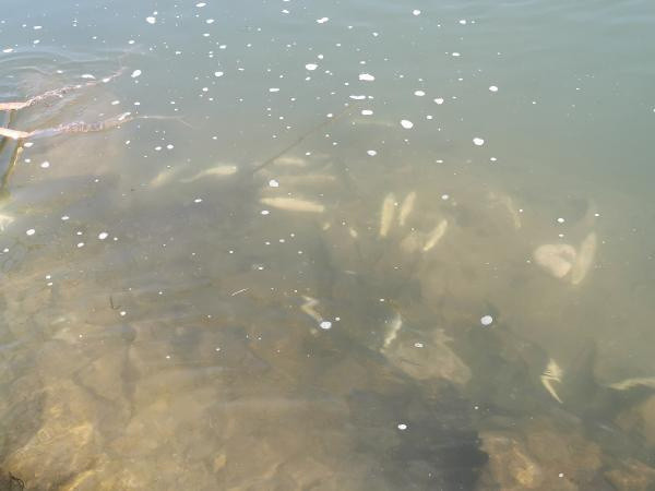 Tunceli'de bunu yapan insan olamaz! Yüzlercesi telef oldu - Resim: 0