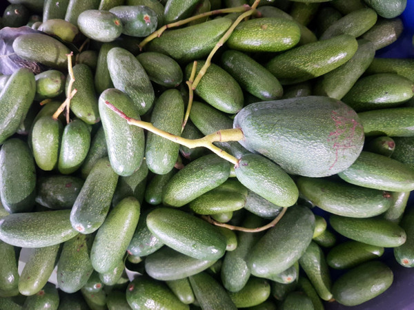 Antalya'da baby avokadoların fiyatı cep yakıyor: Diğerlerinden farkı yok - Resim: 1