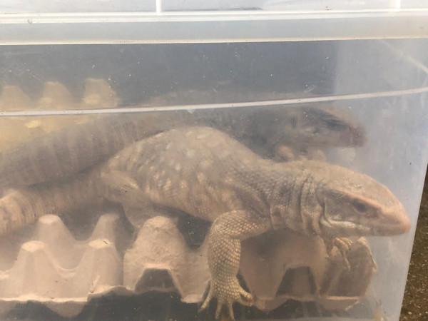 İstanbul'da kapı açılınca ortaya çıktı! Şaşkına çeviren manzara - Resim: 0