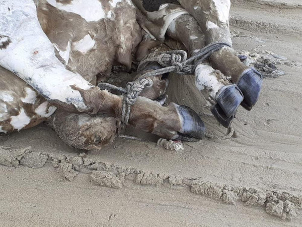 Aydın'da dehşete düşüren görüntü! Sahile inenler korkuya kapıldı! - Resim: 0