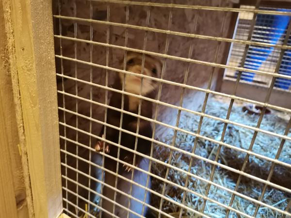 Ankara'da 'feret' üretimi yapılan eve baskın! Hobilerini işe dökmüşler - Resim: 0