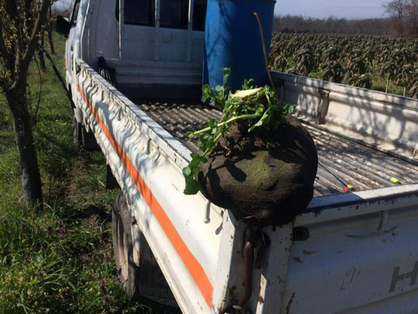Bursa'da tarlada toplarken fark etti! Görenler hayrete düştü - Resim: 0
