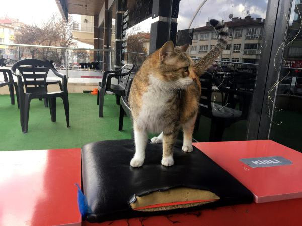 Ankara'da gebe kediyi fırlatıp Türkiye'yi ayağa kaldırmıştı! Bakın ne ceza aldı - Resim: 0