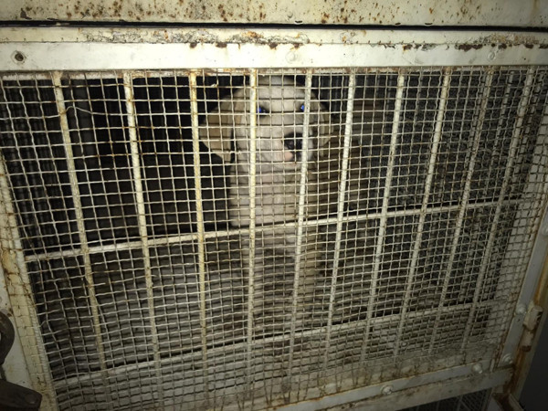 Böyle vahşet görülmedi! Bursa'da köpeğin boğazını çamaşır ipiyle bağlayıp... - Resim: 0