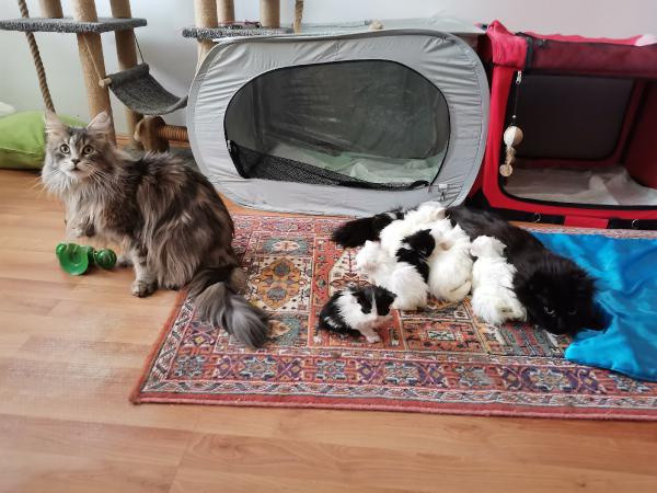 Ankara'da 29 Norveç orman kedisine el konuldu! "Sadece bakıcıyım" dedi ama... - Resim: 0