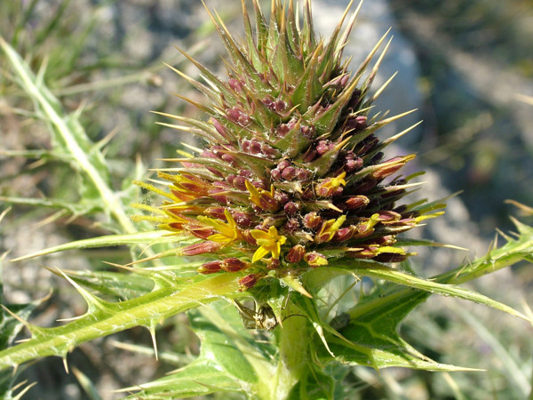 Van'da keşfedildi sayısı 19'a çıktı! Babillerde saray yemeği olarak kullanılıyordu - Resim: 0
