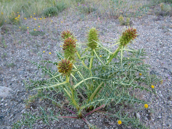 Van'da keşfedildi sayısı 19'a çıktı! Babillerde saray yemeği olarak kullanılıyordu - Resim: 1