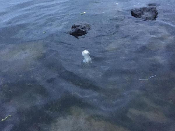 Samsun'da yürüyüş yaparken fark etti! Denizde cenin şoku - Resim: 0