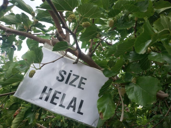 Eskişehir'de ağaçtaki yazı görenleri şaşırttı! Yürekleri ısıtan görüntü - Resim: 0