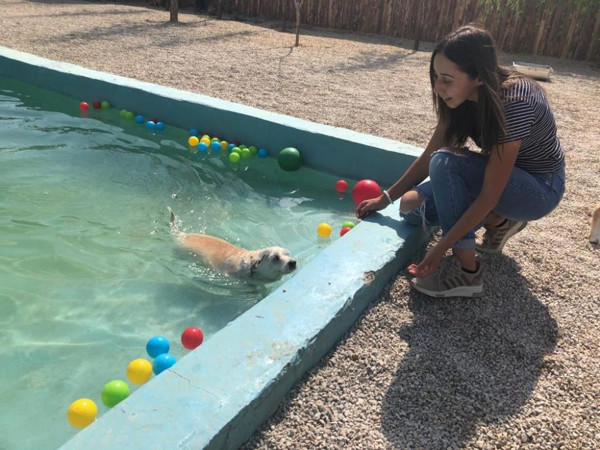 Ankara'da evcil hayvan oteline yoğun talep! Geceliği bakın ne kadar - Resim: 1