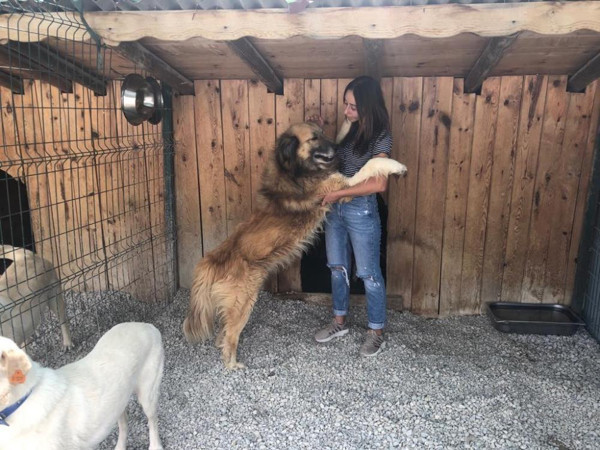Ankara'da evcil hayvan oteline yoğun talep! Geceliği bakın ne kadar - Resim: 0