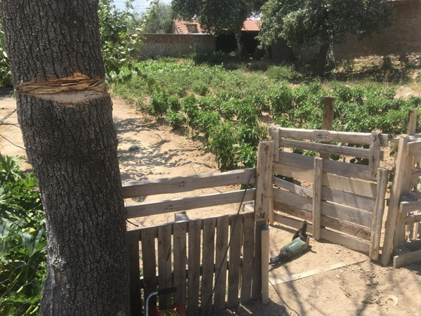 Konya'da ağacı budarken kanlar için kaldı: 'Boğazım kesildi' deyip... - Resim: 1