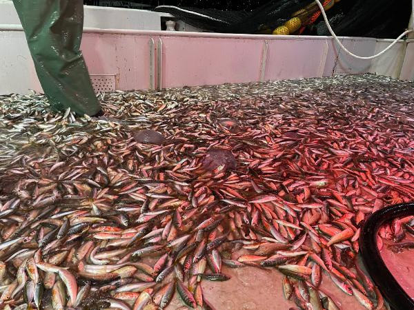 Marmara Denizi'nde balıkçılar aylar sonra ilk ağlarını çekti - Resim: 0