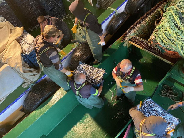 Bartın'da denizde hamsi bolluğu! Kasa kasa çıktı: Ücretsiz dağıtıldı - Resim: 0