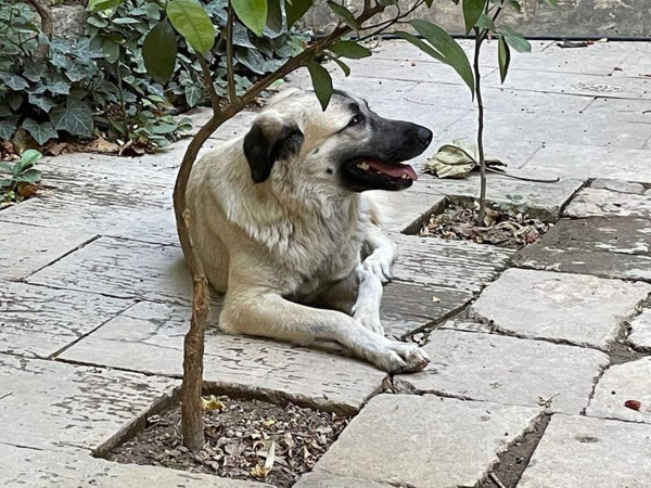 Şanlıurfa'da Alman arkeolog kabusu yaşadı! Demir sopa ile pusu kurmuş: İfşa ediyorum - Resim: 1