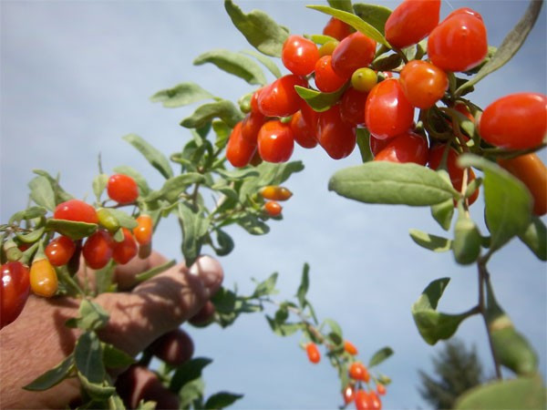 Cinsel güç kaynağı Goji Berry! Öyle etkili ki... - Resim: 1