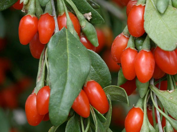 Cinsel güç kaynağı Goji Berry! Öyle etkili ki... - Resim: 3