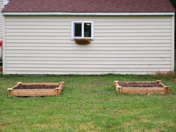 Toprağa yumurta koyun 6 hafta sonra bakın ne oluyor - Resim: 3