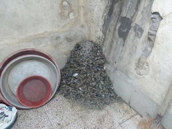 Midye dolma operasyonundan şok görüntüler - Resim: 2