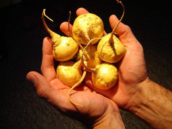 Genç kalmanın sırrı mucizevi bitkide nedir bu maca - Resim: 1